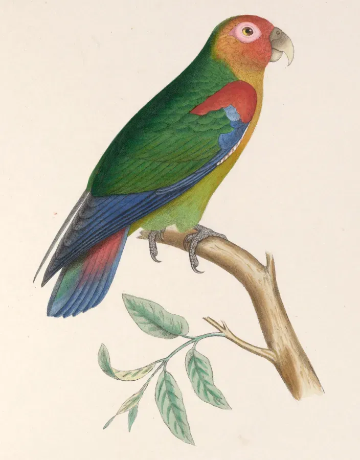 File:Hapalopsittaca amazonina 1849.jpg