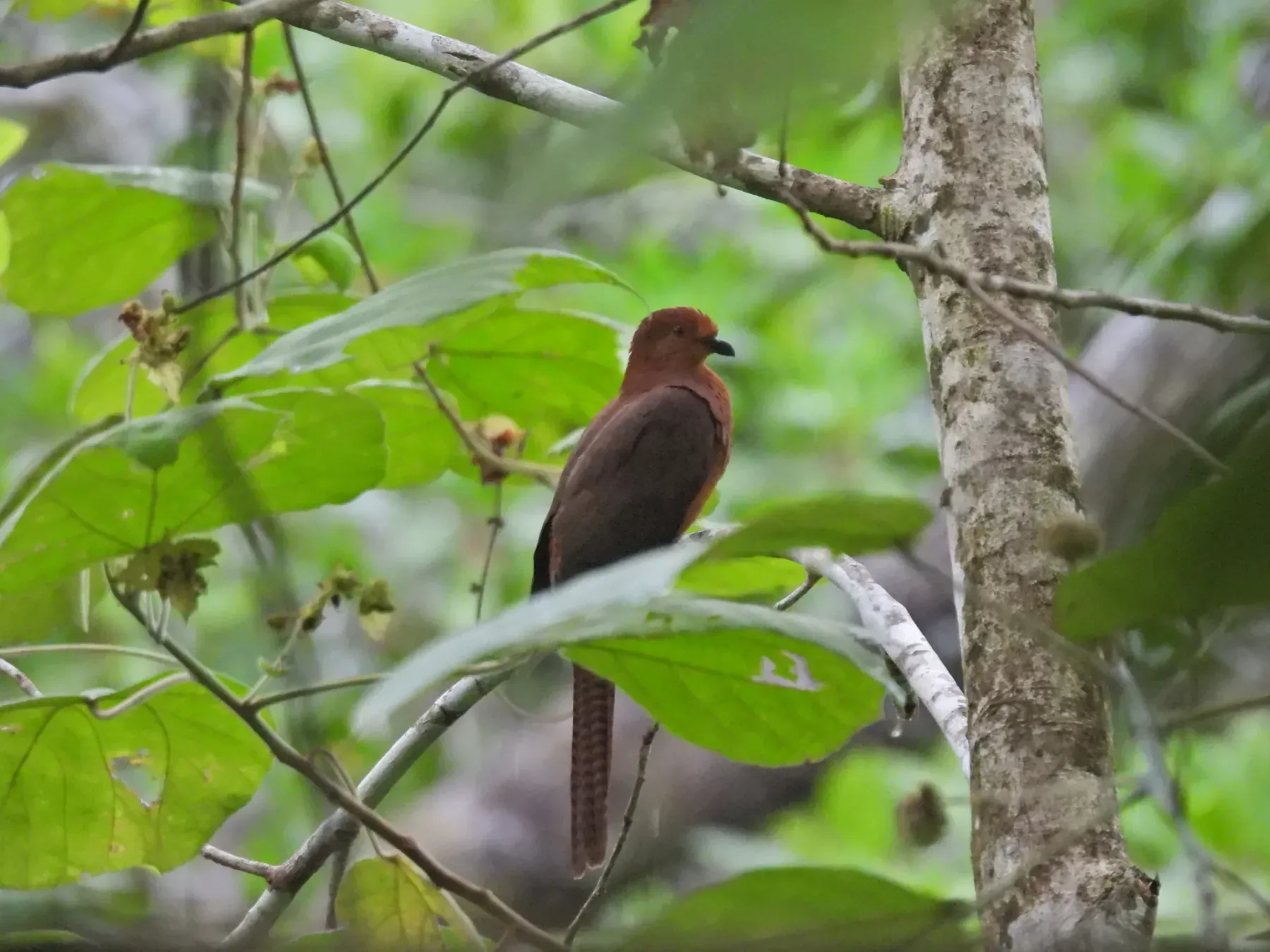 File:Macropygia nigrirostris - Seno Nur Rohman - 601905494.jpeg