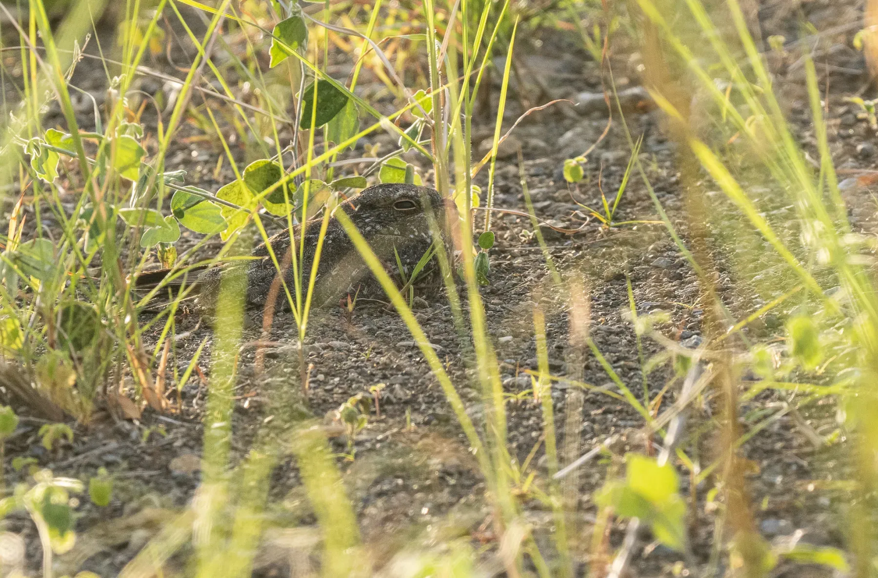 File:Caprimulgus griseatus - Forest Botial-Jarvis - 261946624.jpeg