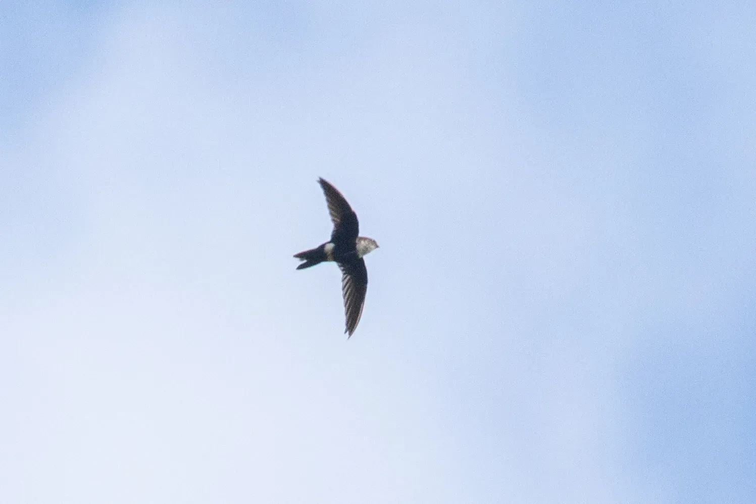 File:Aeronautes montivagus - Thibaud Aronson - 113019688.jpeg