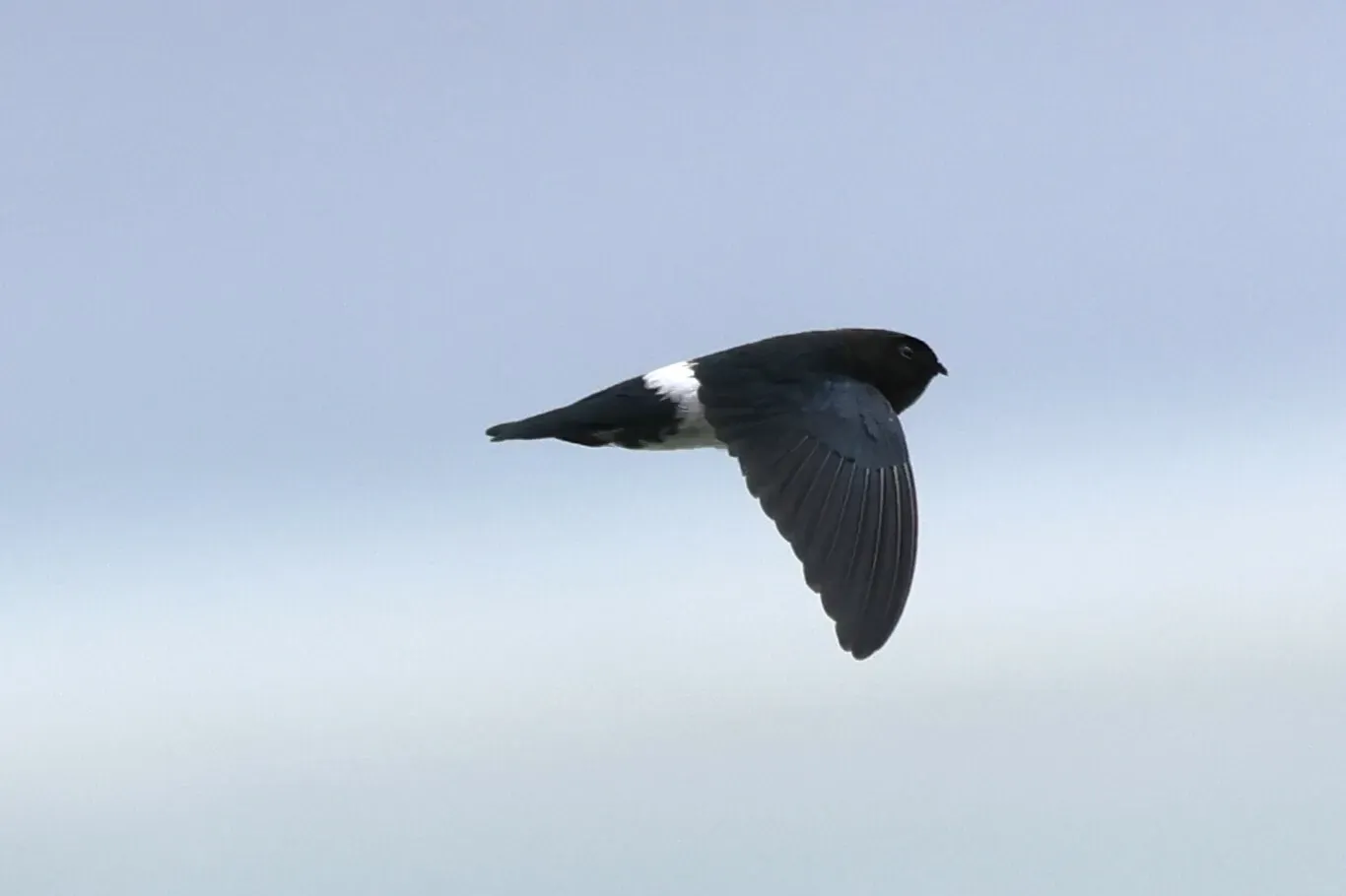 File:Collocalia uropygialis - peterchristiaen - 373754035.jpeg