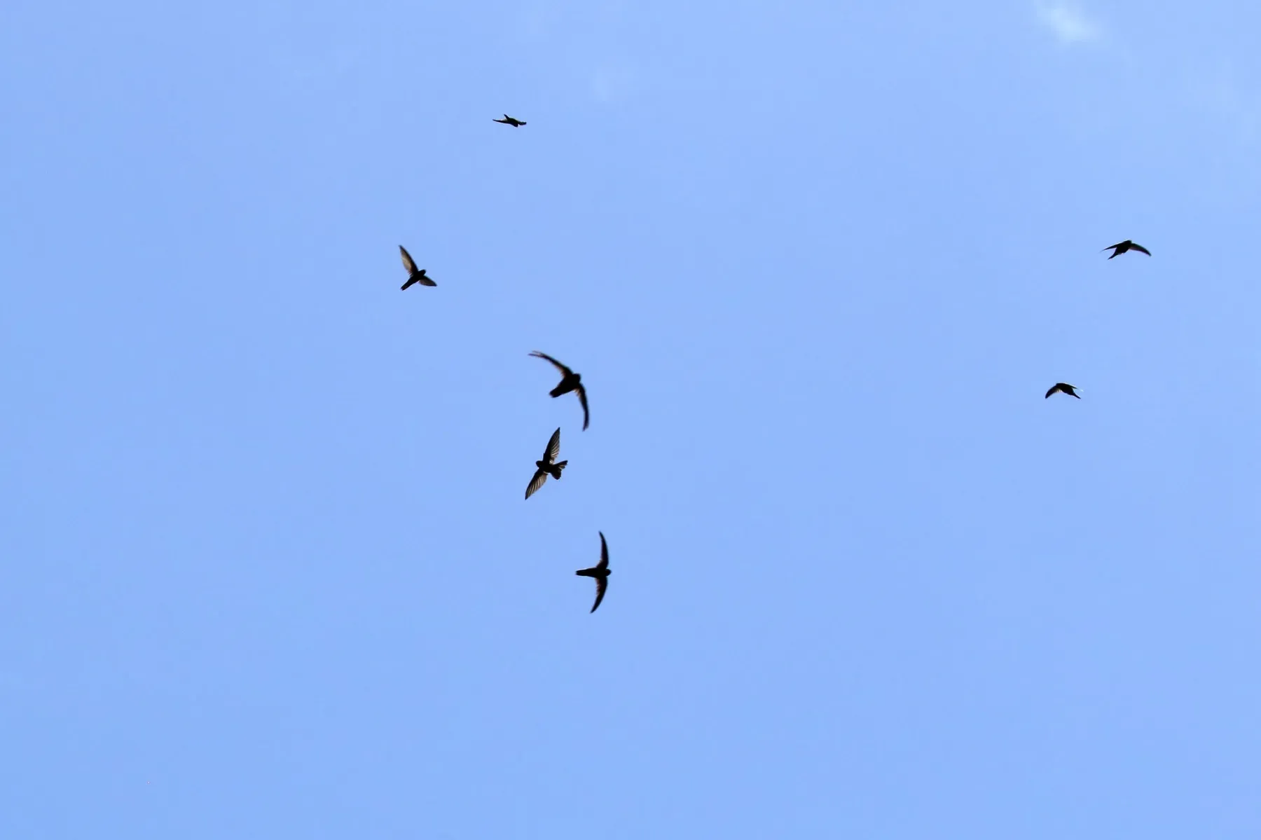 File:Aerodramus inquietus inquietus - Thibaud Aronson - 38488212.jpeg