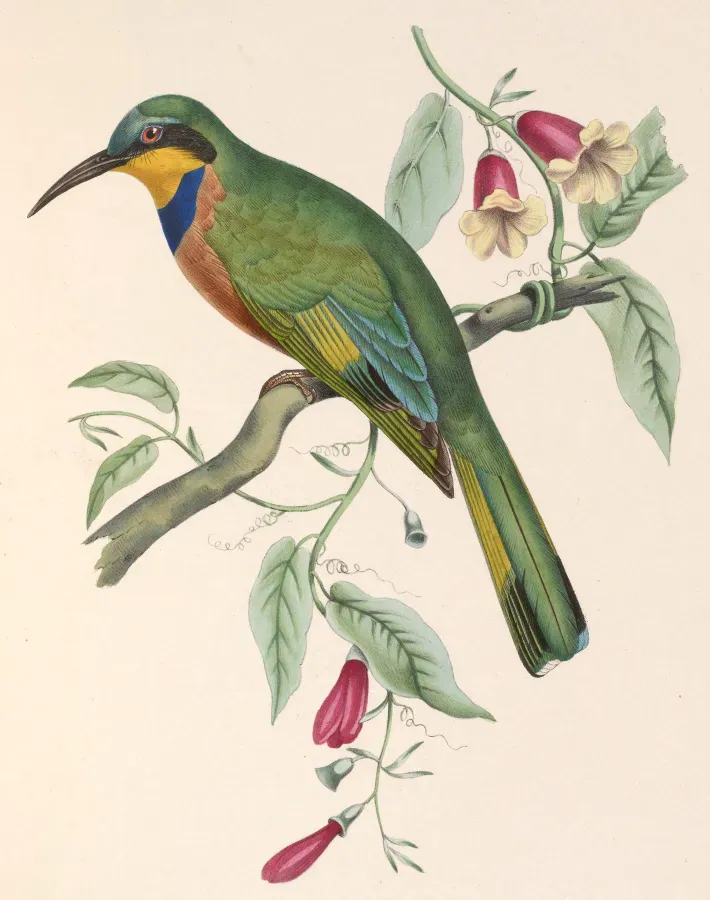 File:Merops variegatus lafresnayii 1849.jpg