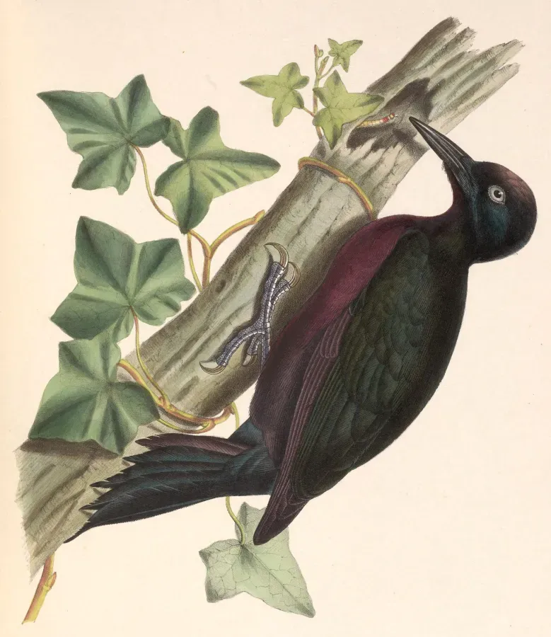 File:Melanerpes herminieri 1849.jpg