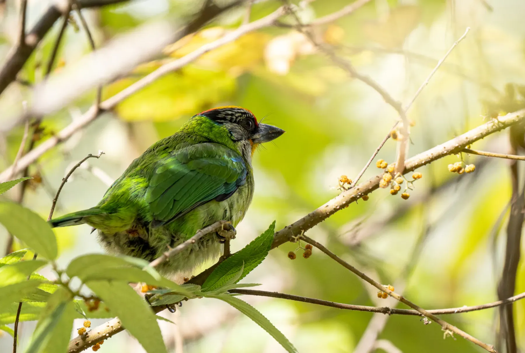 File:Psilopogon franklinii - Forest Botial-Jarvis - 256022197.jpeg