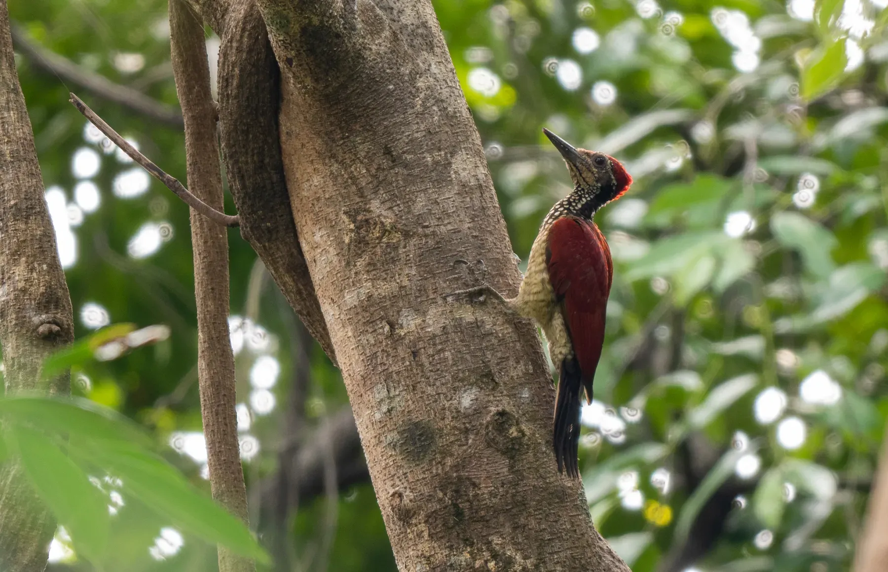 File:Chrysocolaptes haematribon - Forest Botial-Jarvis - 261947982.jpeg