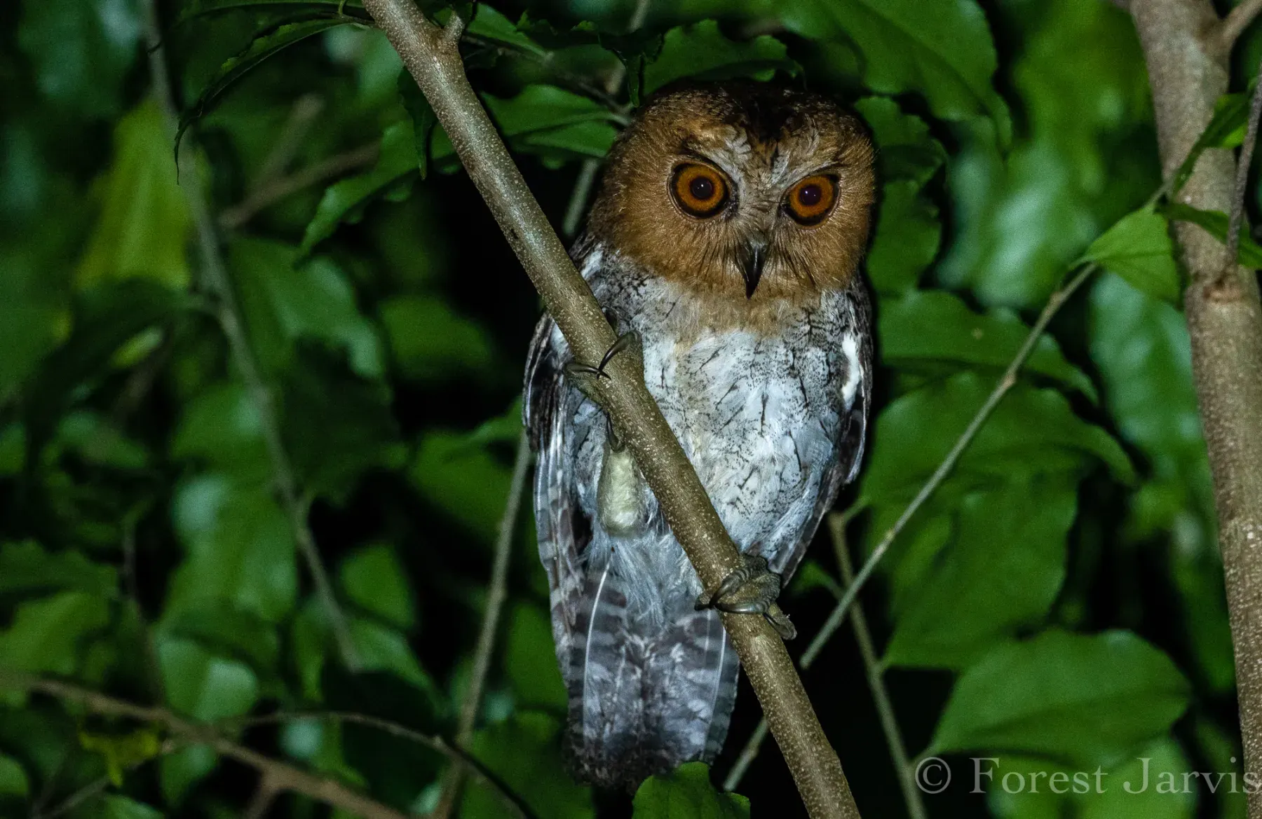 File:Otus nigrorum - Forest Botial-Jarvis - 29276539.jpeg