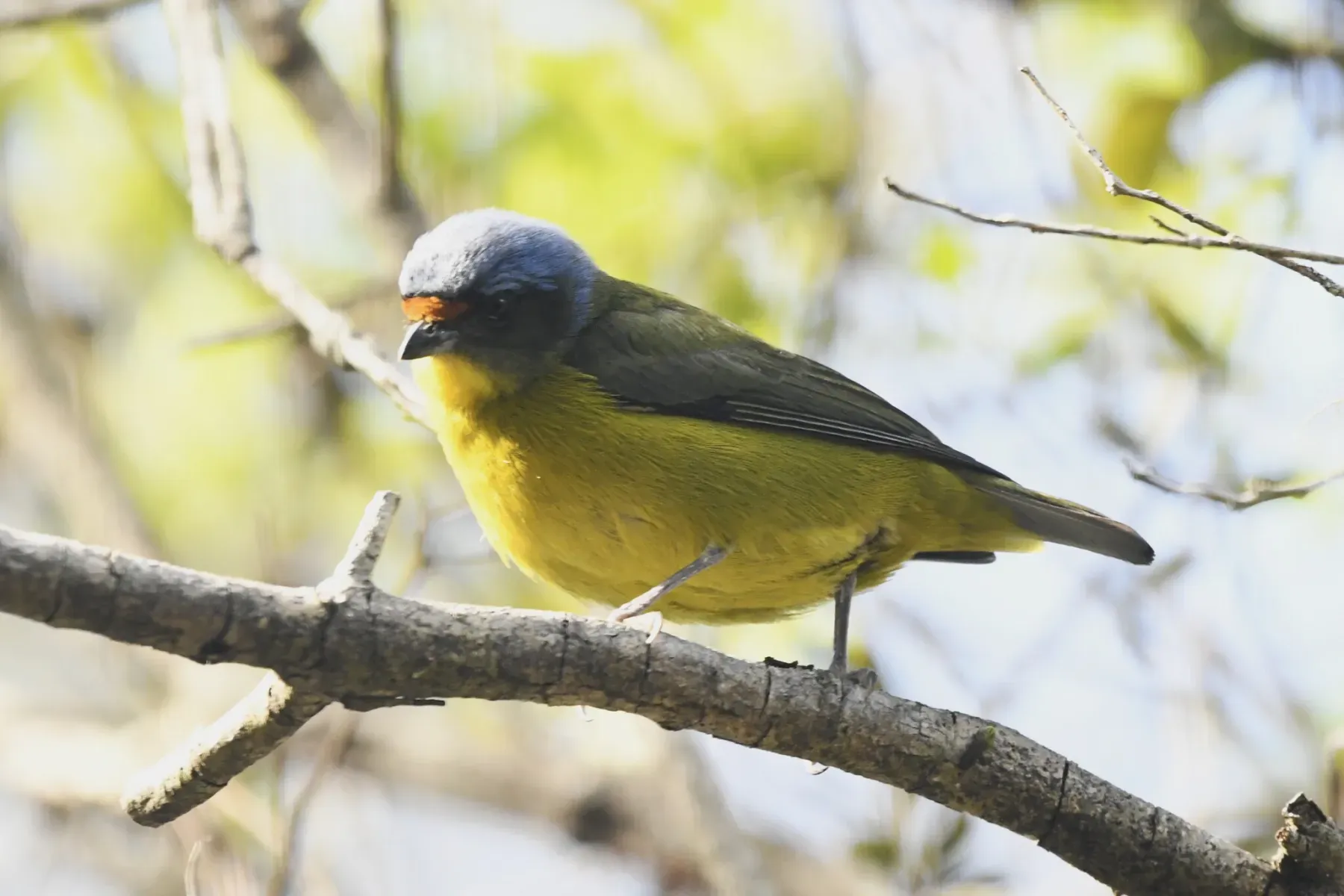 File:Hispaniolan Euphonia (Chlorophonia musica) female in the Dominican Republic.jpg
