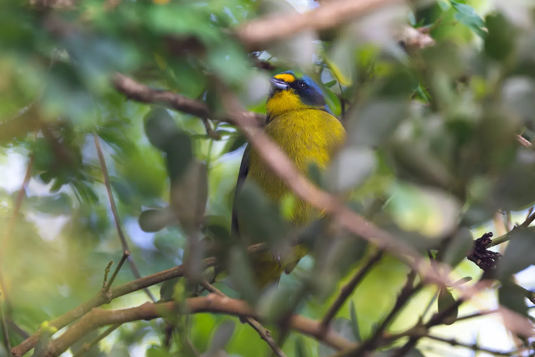 File:Lesser Antillean Euphonia (Chlorophonia flavifrons) male in Saint Lucia.jpg