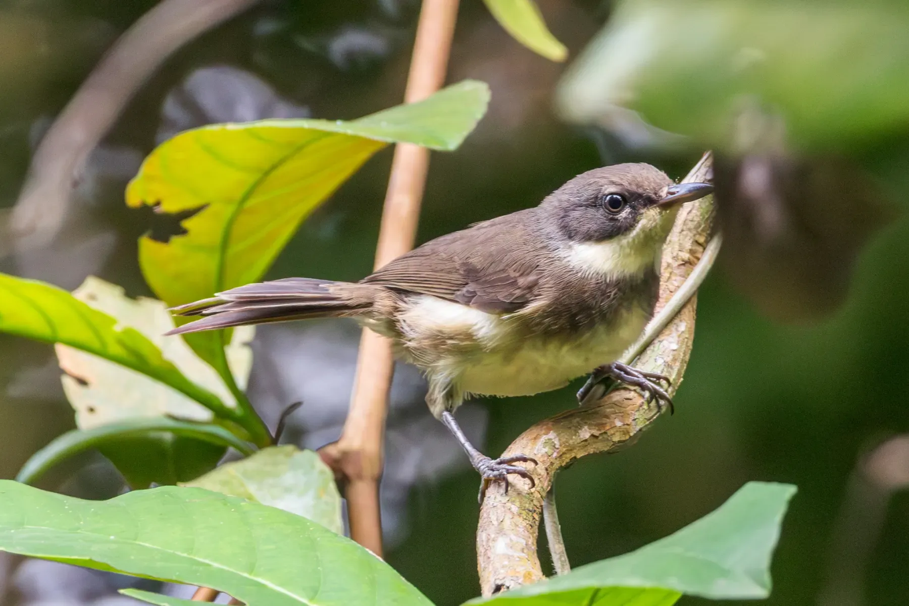File:Dohrn's Thrush-Babbler (Sylvia dohrni) in Sao Tome and Principe.jpg