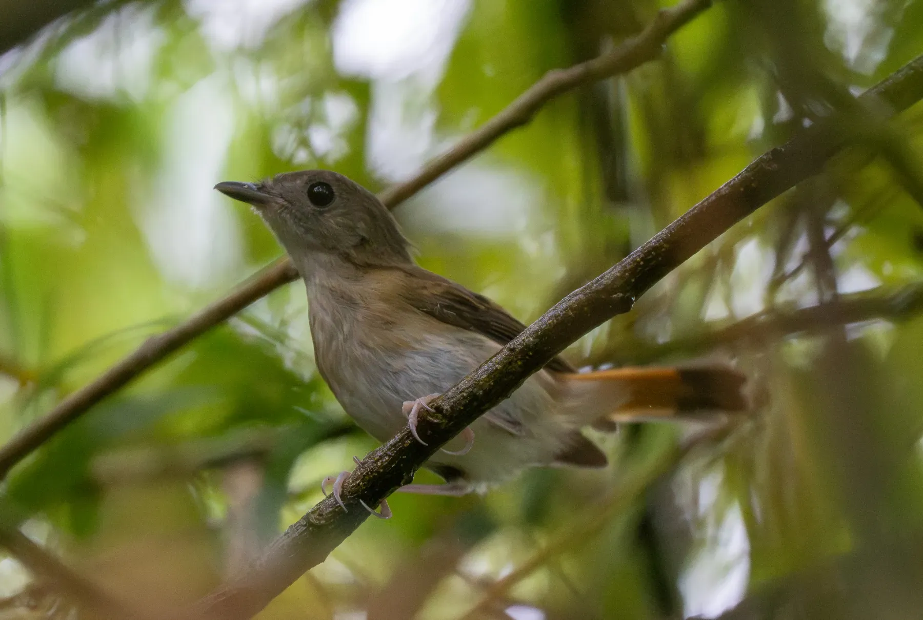 File:Ficedula disposita - Forest Botial-Jarvis - 614702922.jpeg