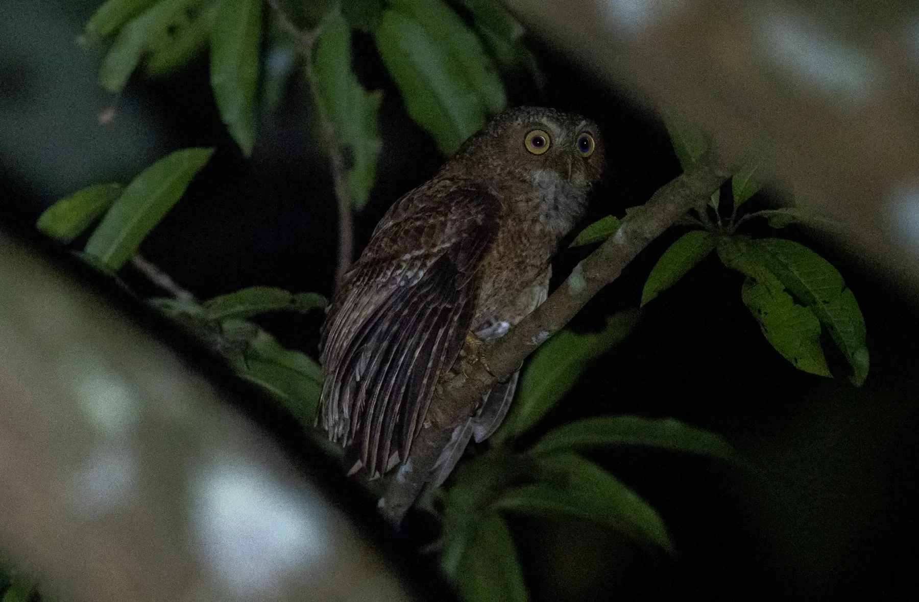 File:Ninox mindorensis - Forest Botial-Jarvis - 176655258.jpeg