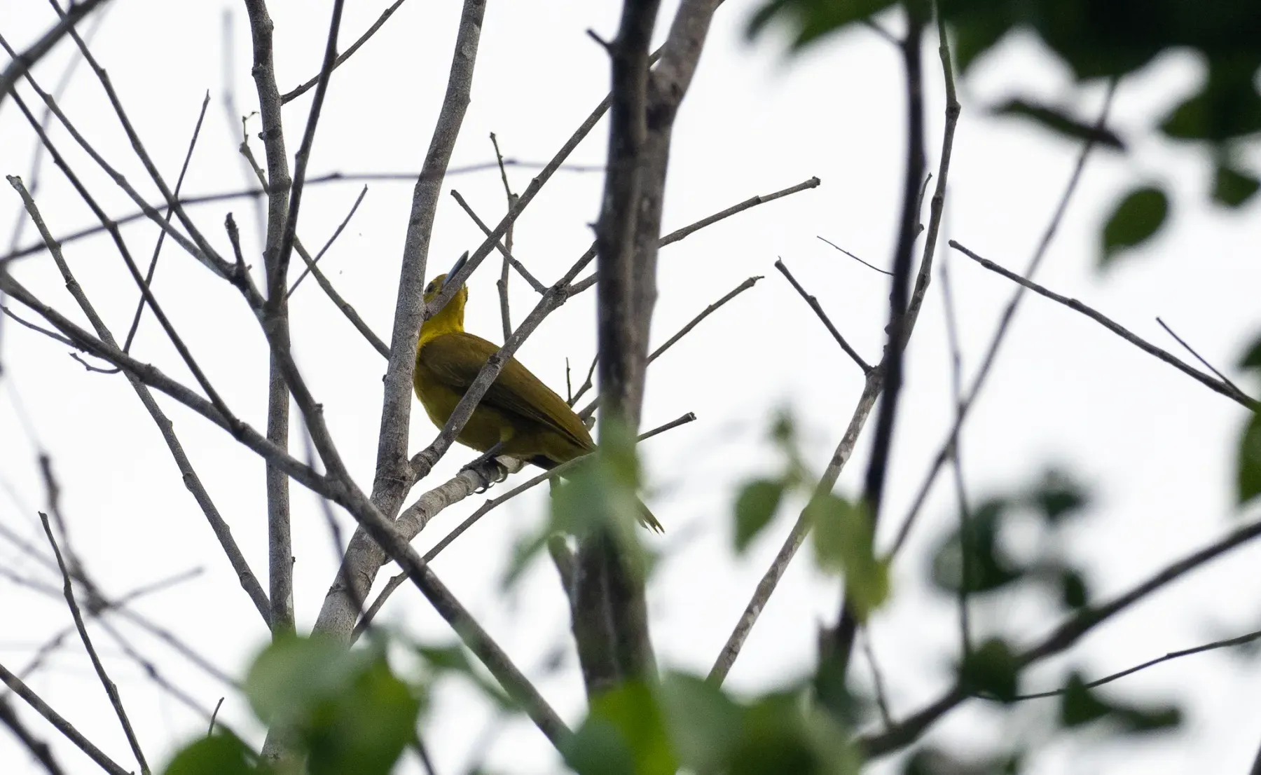 File:Oriolus isabellae - Forest Botial-Jarvis - 181196897.jpeg