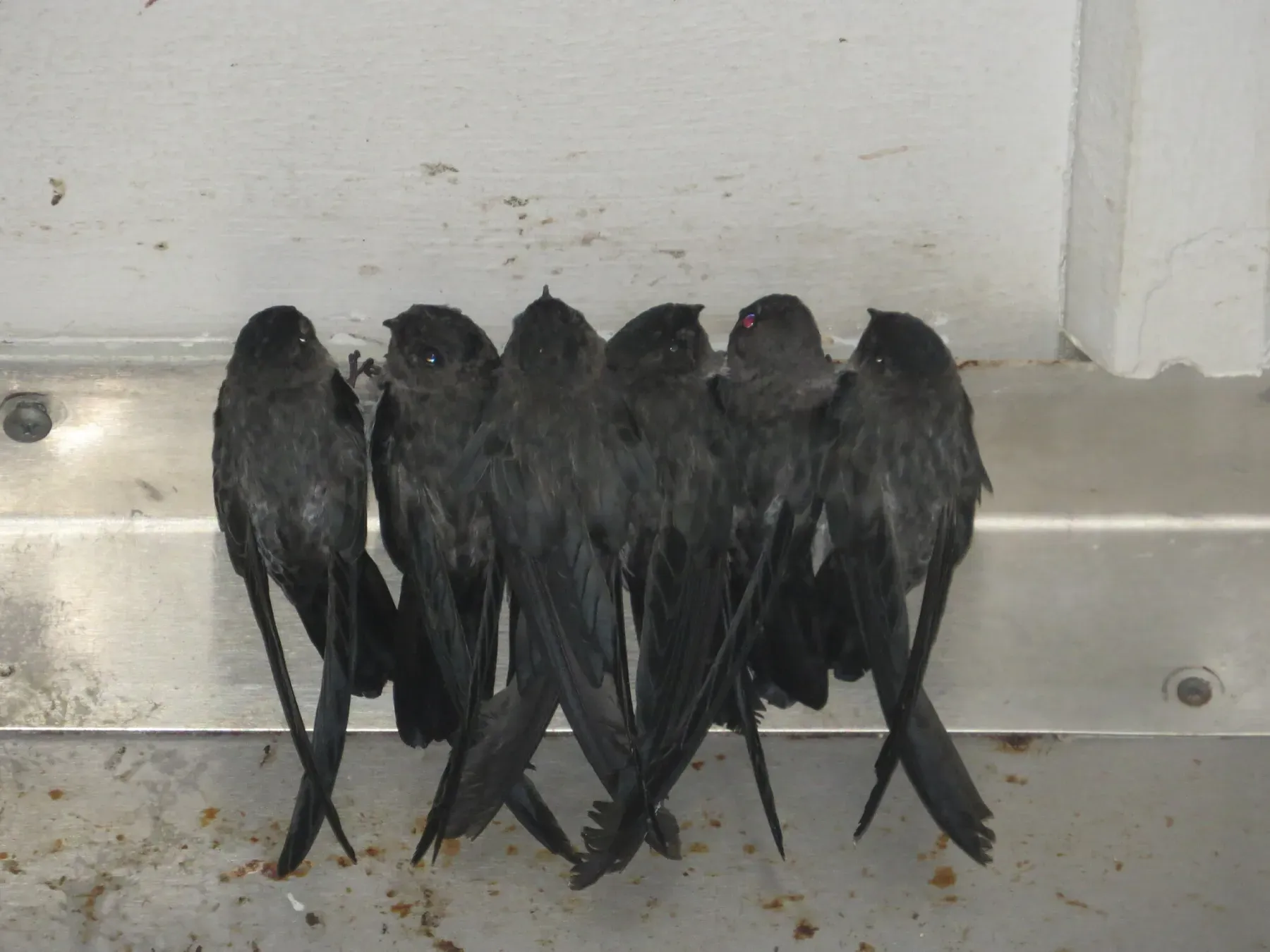 File:Collocalia natalis - ian mcallan - 366306678.jpeg