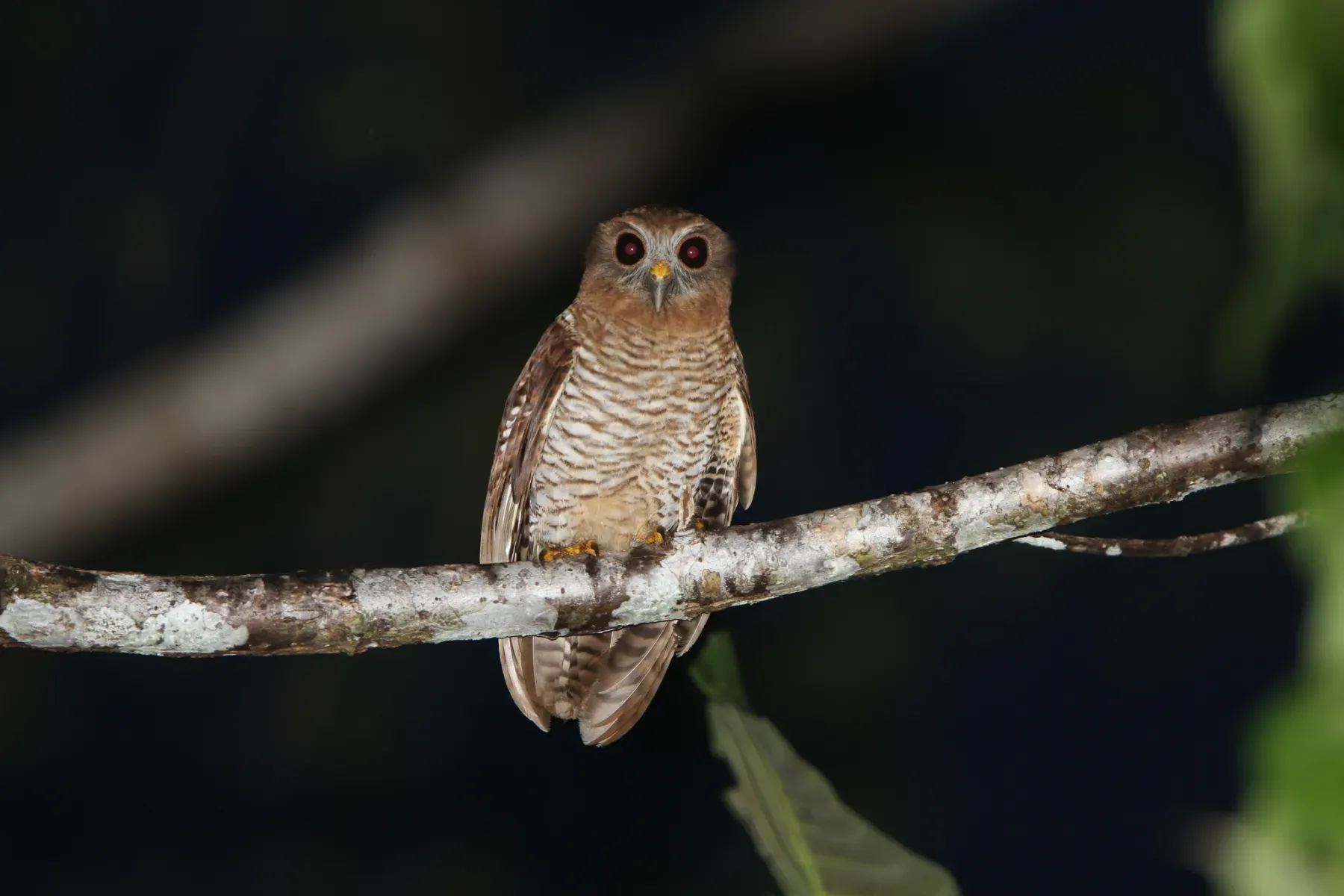 File:Ninox squamipila - James Eaton - 416820976.jpeg