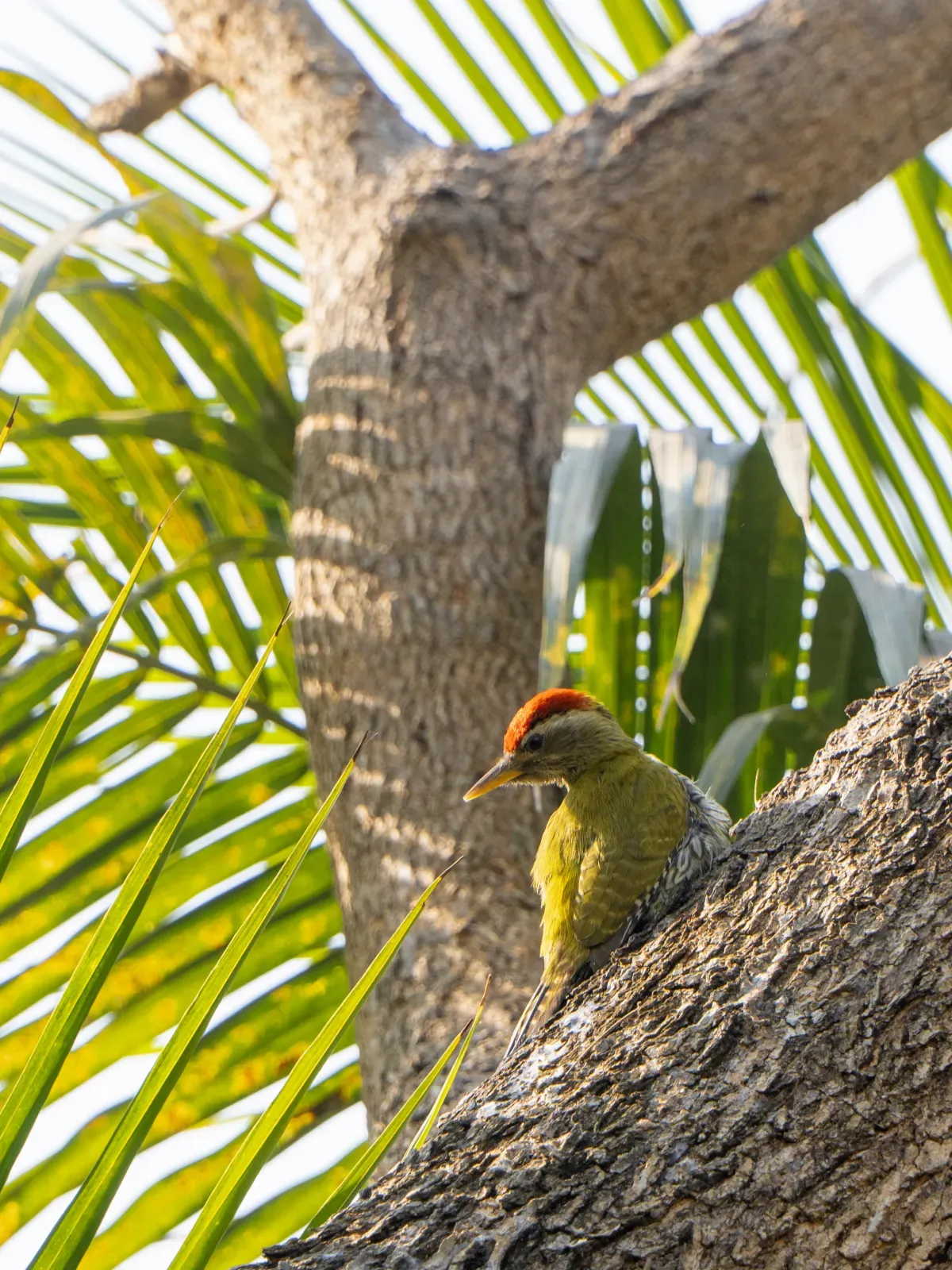 File:Streak-throated woodpecker (Picus xanthopygaeus), male from Diamond Harbour, West Bengal, India.jpg