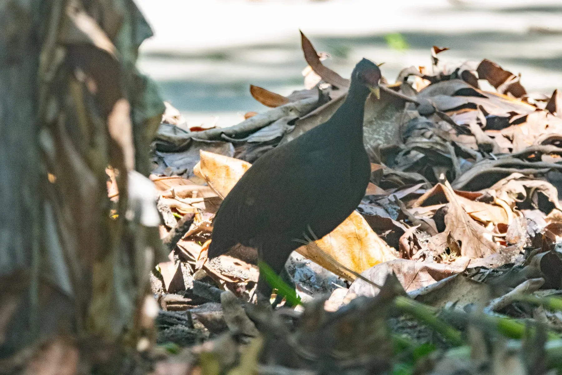 File:Megapodius eremita - Euan Moore - 609428384.jpeg