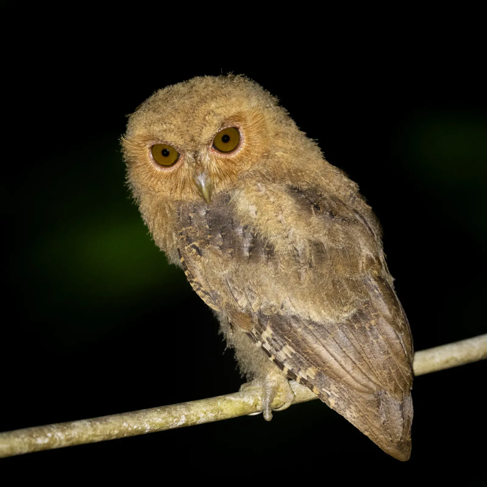 File:Otus mentawi - Paul Carter - 435396681.jpeg