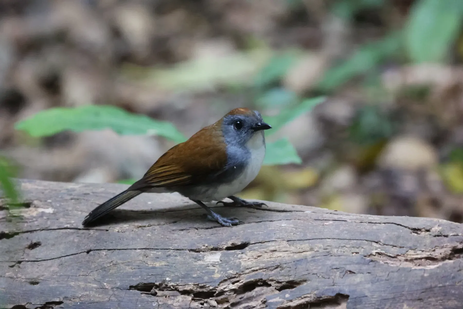 File:Alethe castanea woosnami in Uganda.jpg