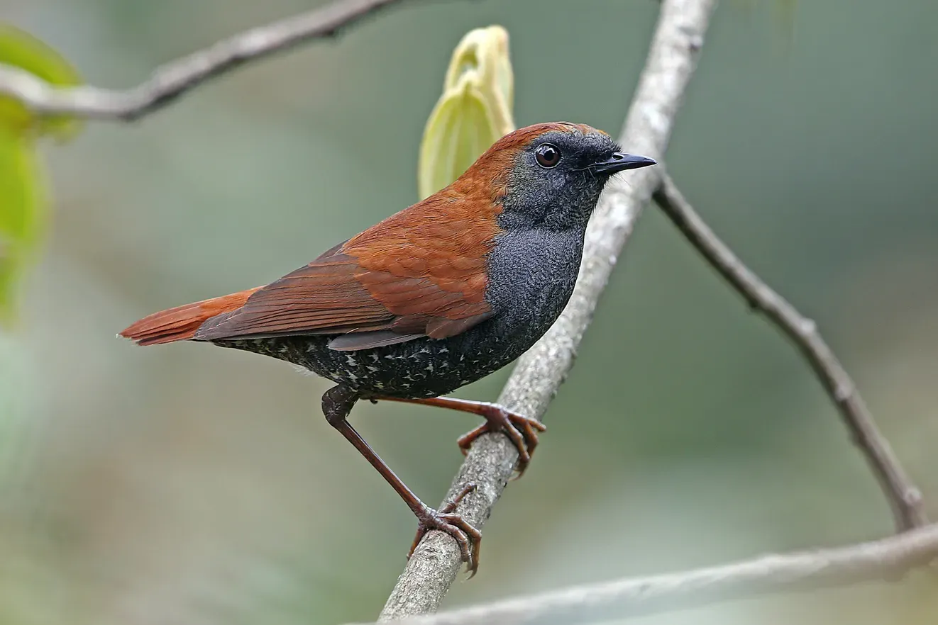 File:Heteroxenicus stellatus 395651309 (cropped).jpg