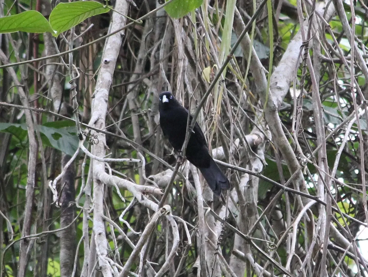 File:Ecuadorian Cacique (Cacicus sclateri).jpg