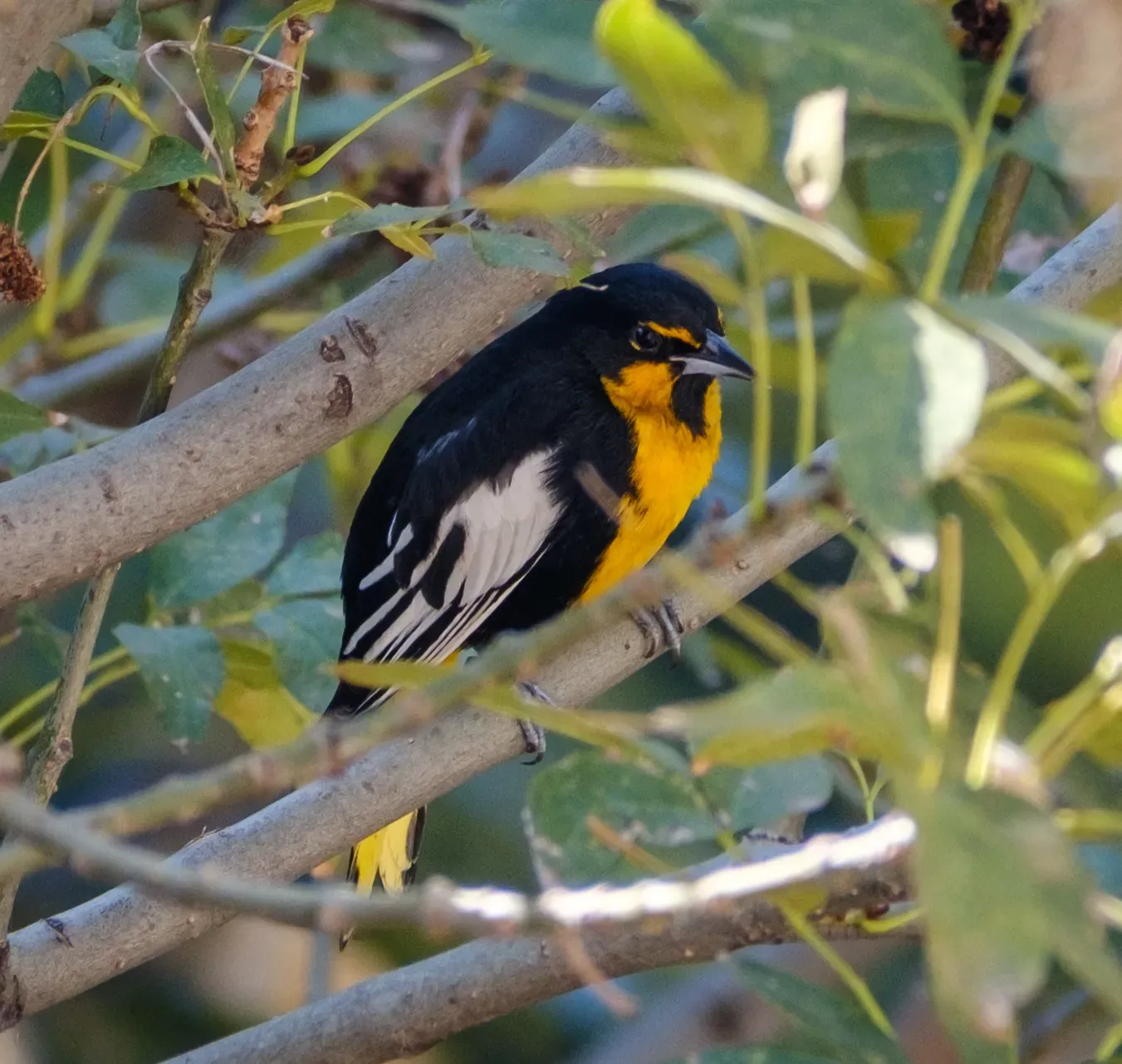 File:Black-backed Oriole (Icterus abeillei).jpg