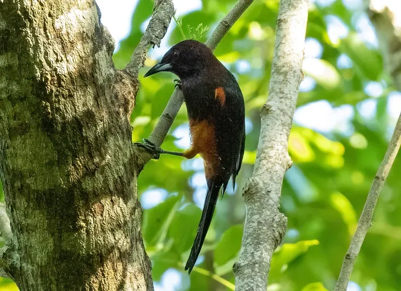 File:Icterus bonana 409939212 (cropped).jpg