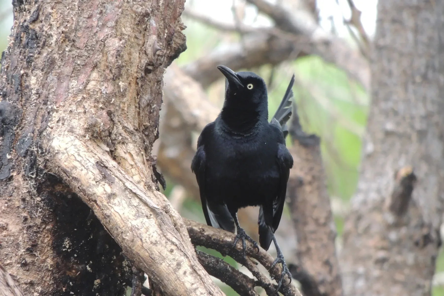 File:Nicaraguan Grackle (Quiscalus nicaraguensis).jpg