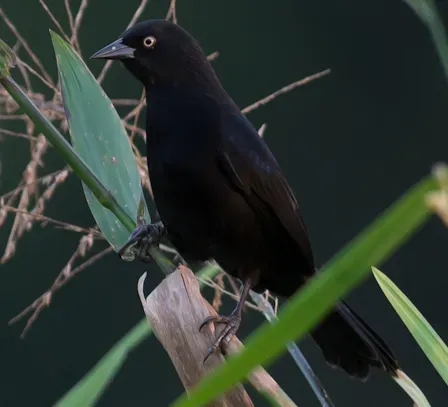 File:Agelasticus xanthophthalmus Pale-eyed Blackbird (cropped).jpg