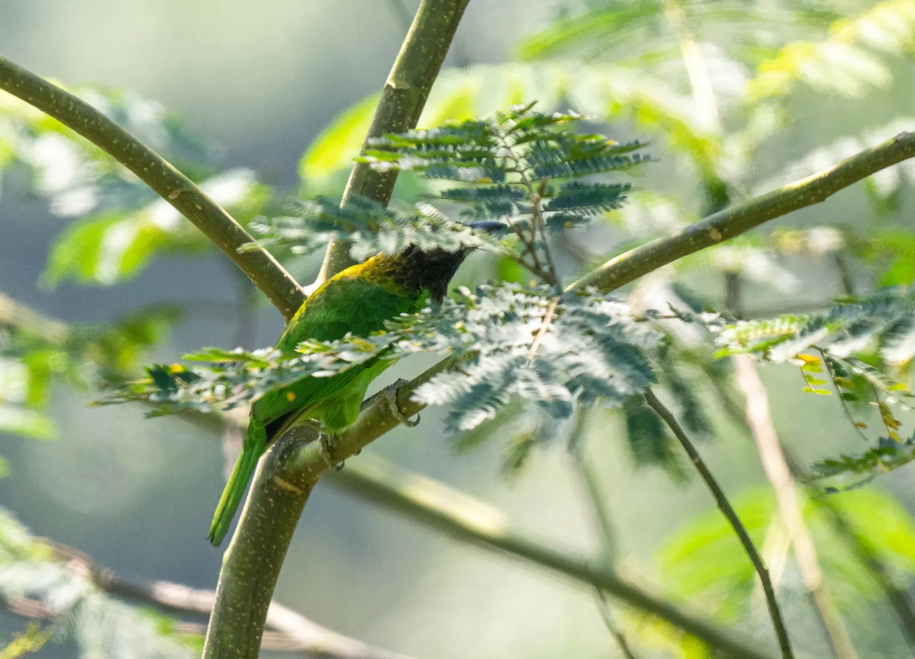 File:Psilopogon corvinus - Forest Botial-Jarvis - 309997282.jpeg