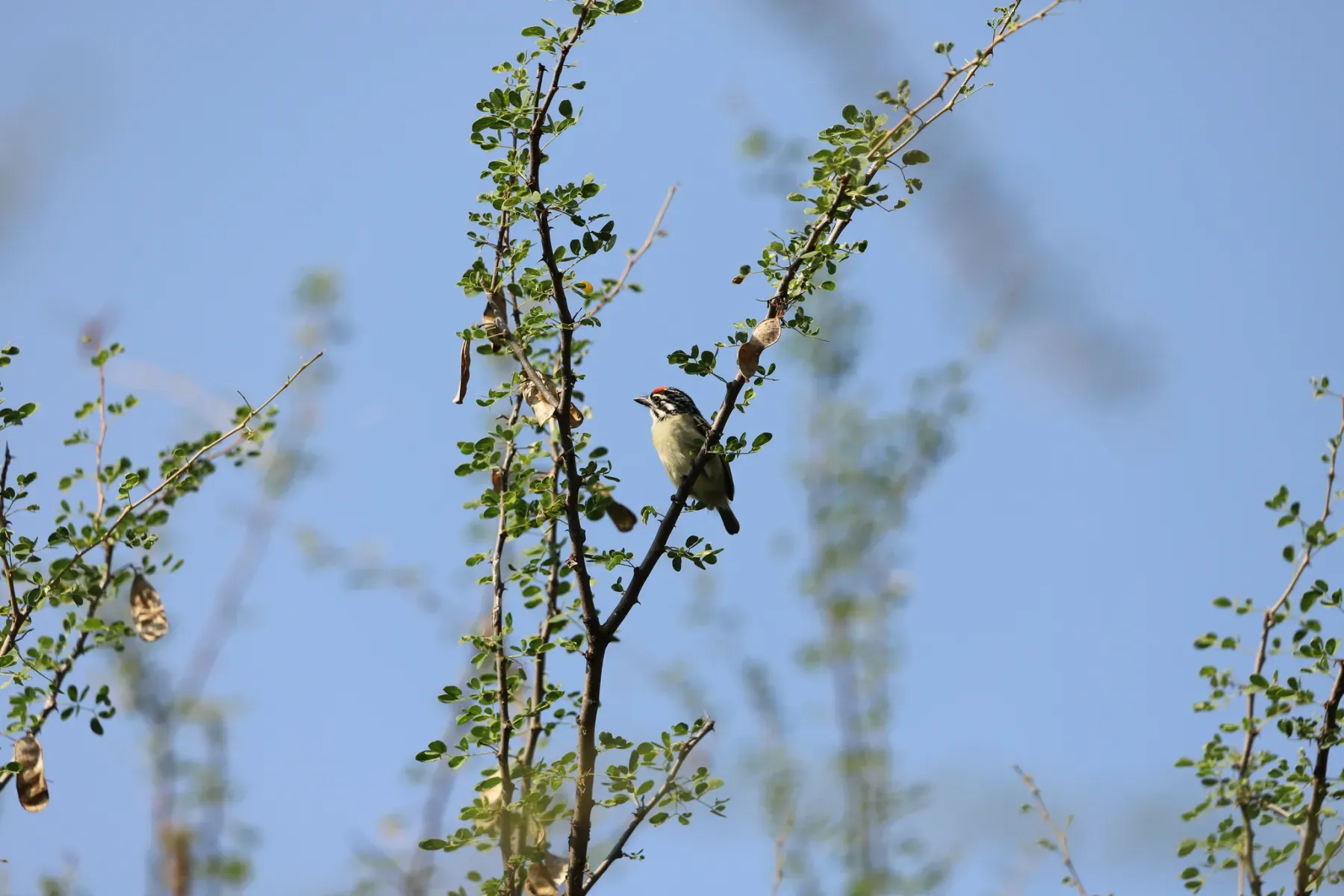 File:Pogoniulus uropygialis - Adrien Jailloux - 608736197.jpeg