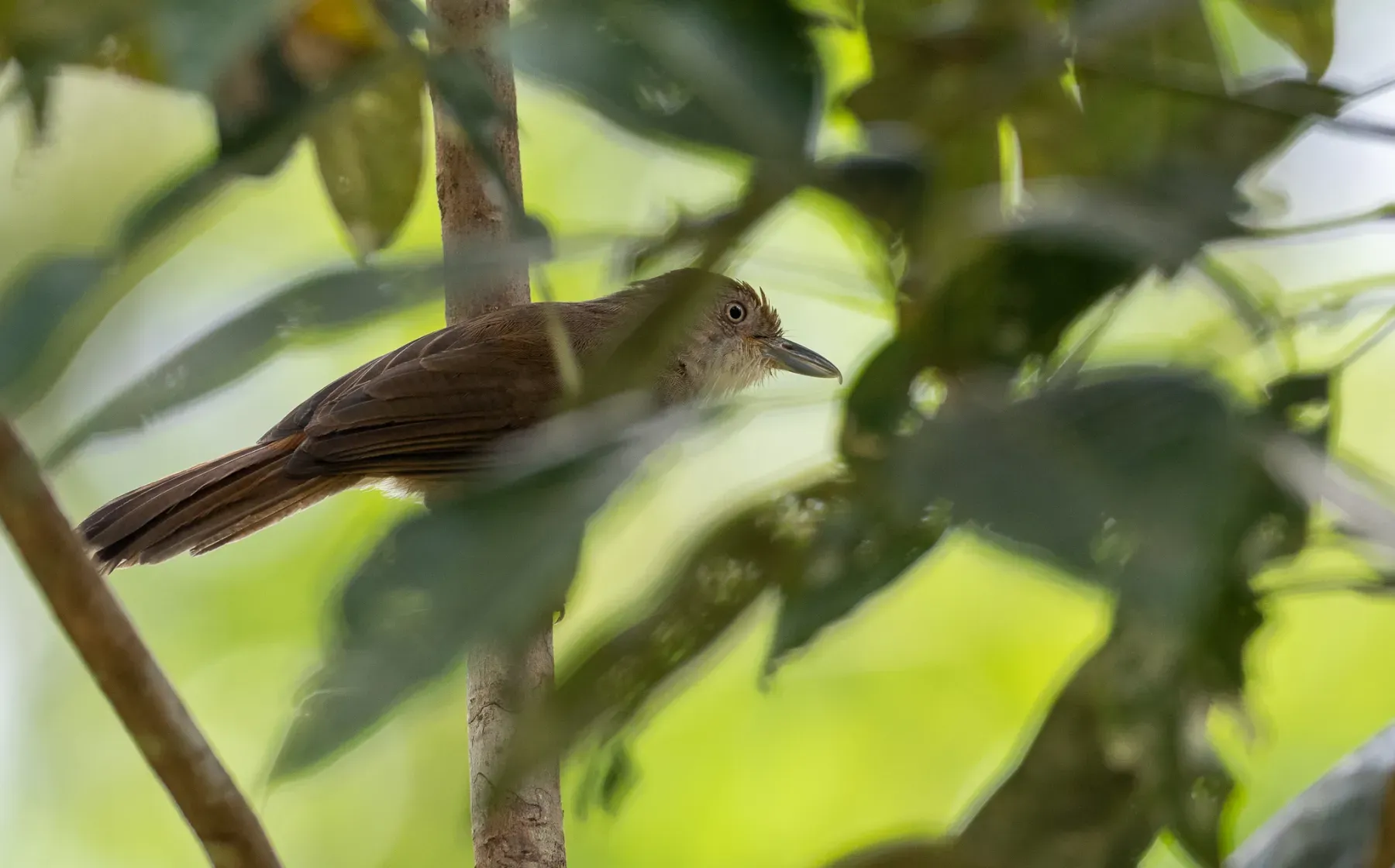 File:Malacopteron palawanense - Forest Botial-Jarvis - 246632138.jpeg