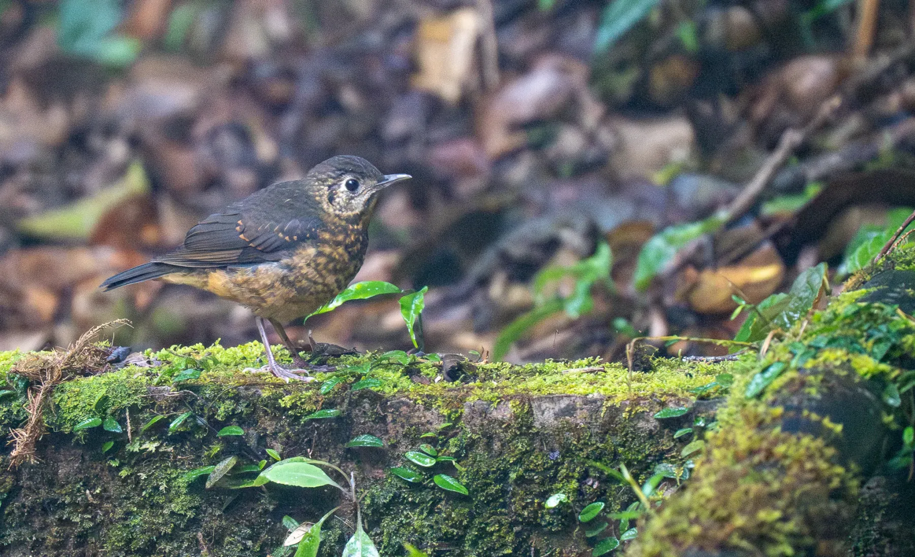 File:Zoothera everetti - Forest Botial-Jarvis - 296278189.jpeg