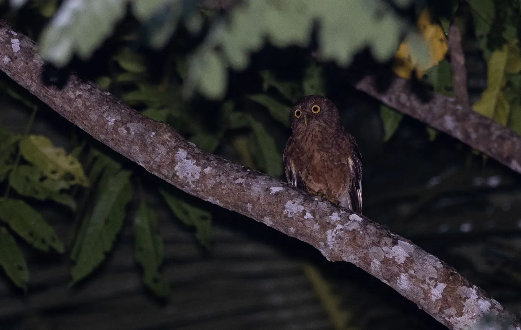 File:Ninox spilonotus - Forest Botial-Jarvis - 198783233.jpeg