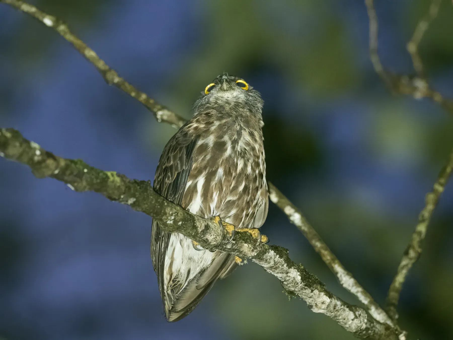 File:Ninox randi - Forest Botial-Jarvis - 220581574.jpeg