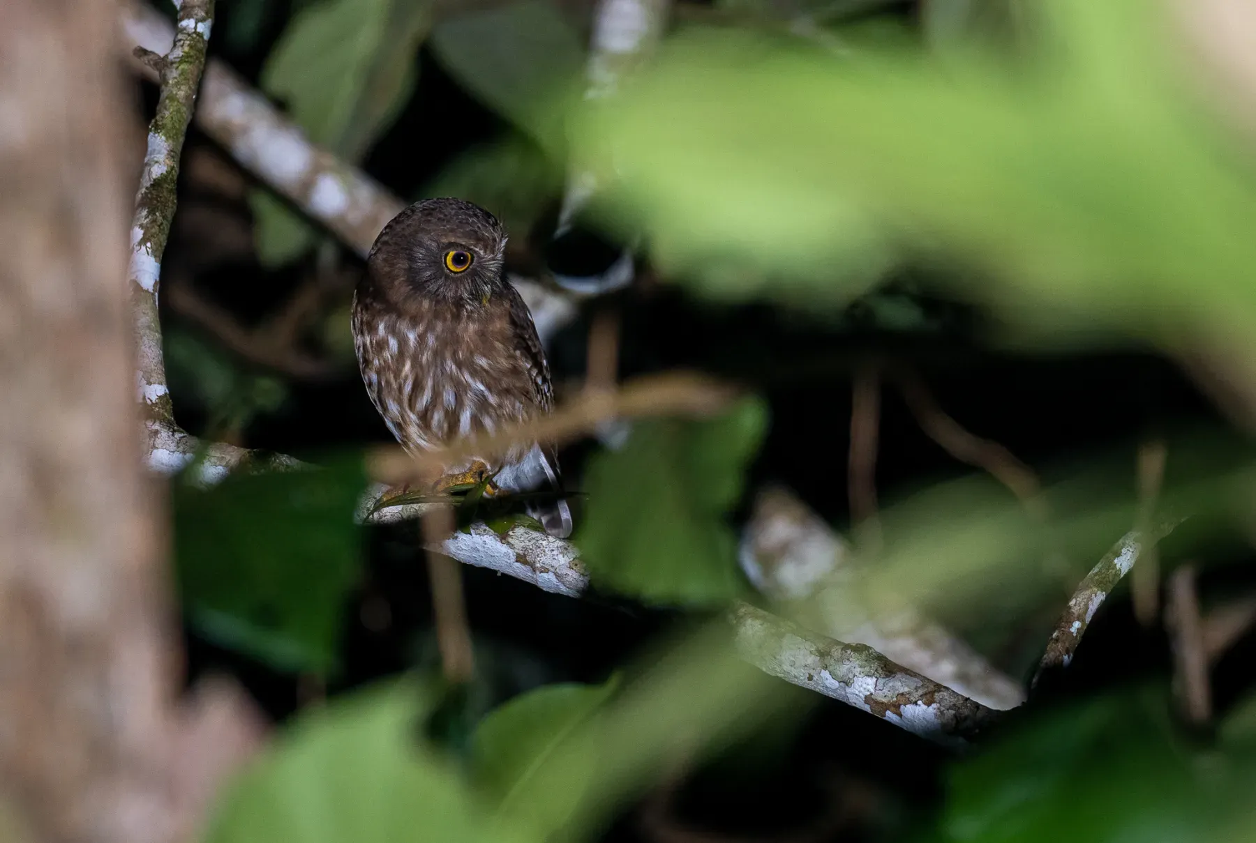 File:Ninox philippensis - Forest Botial-Jarvis - 178529729.jpeg