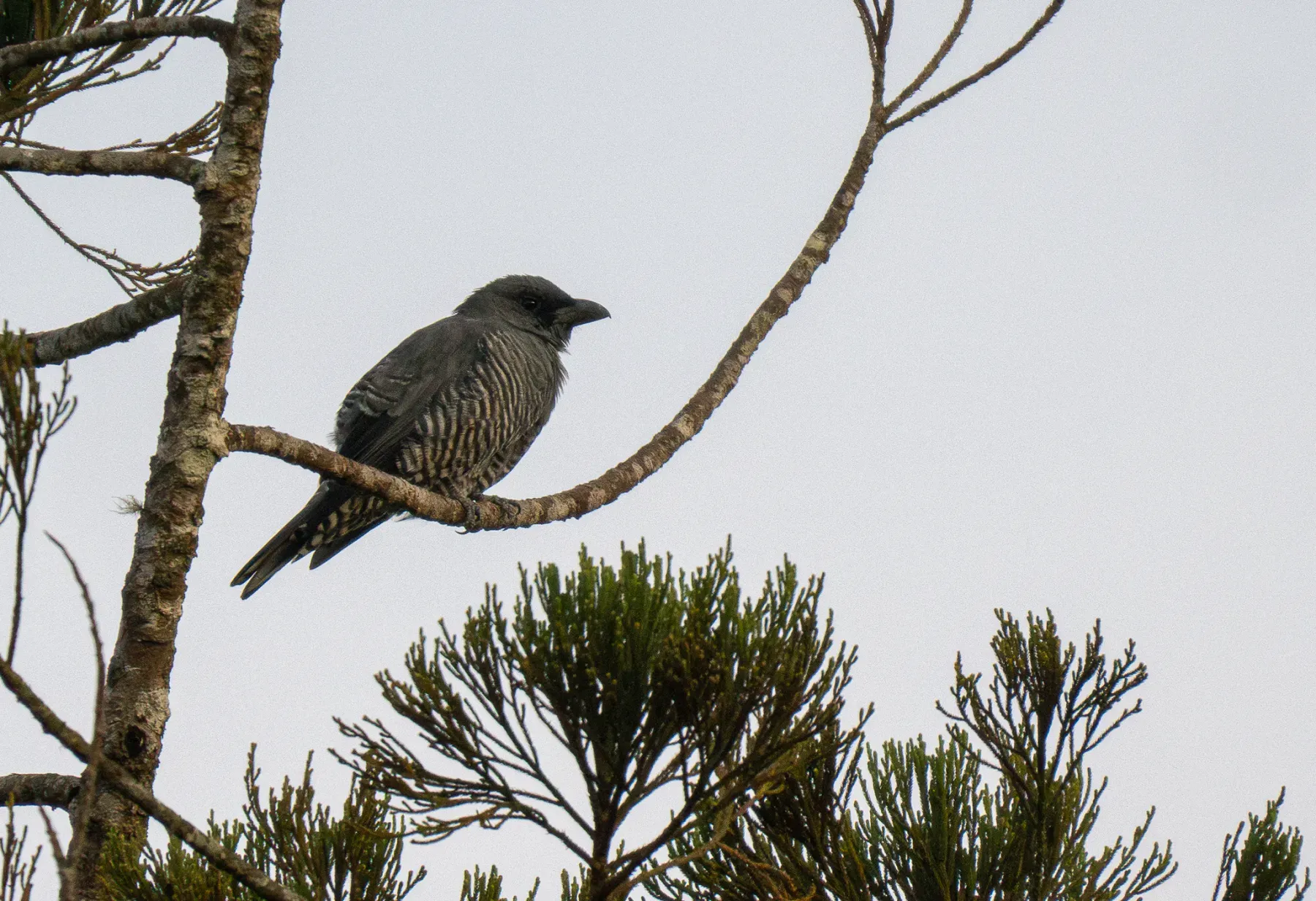 File:Coracina panayensis - Forest Botial-Jarvis - 316278069.jpeg