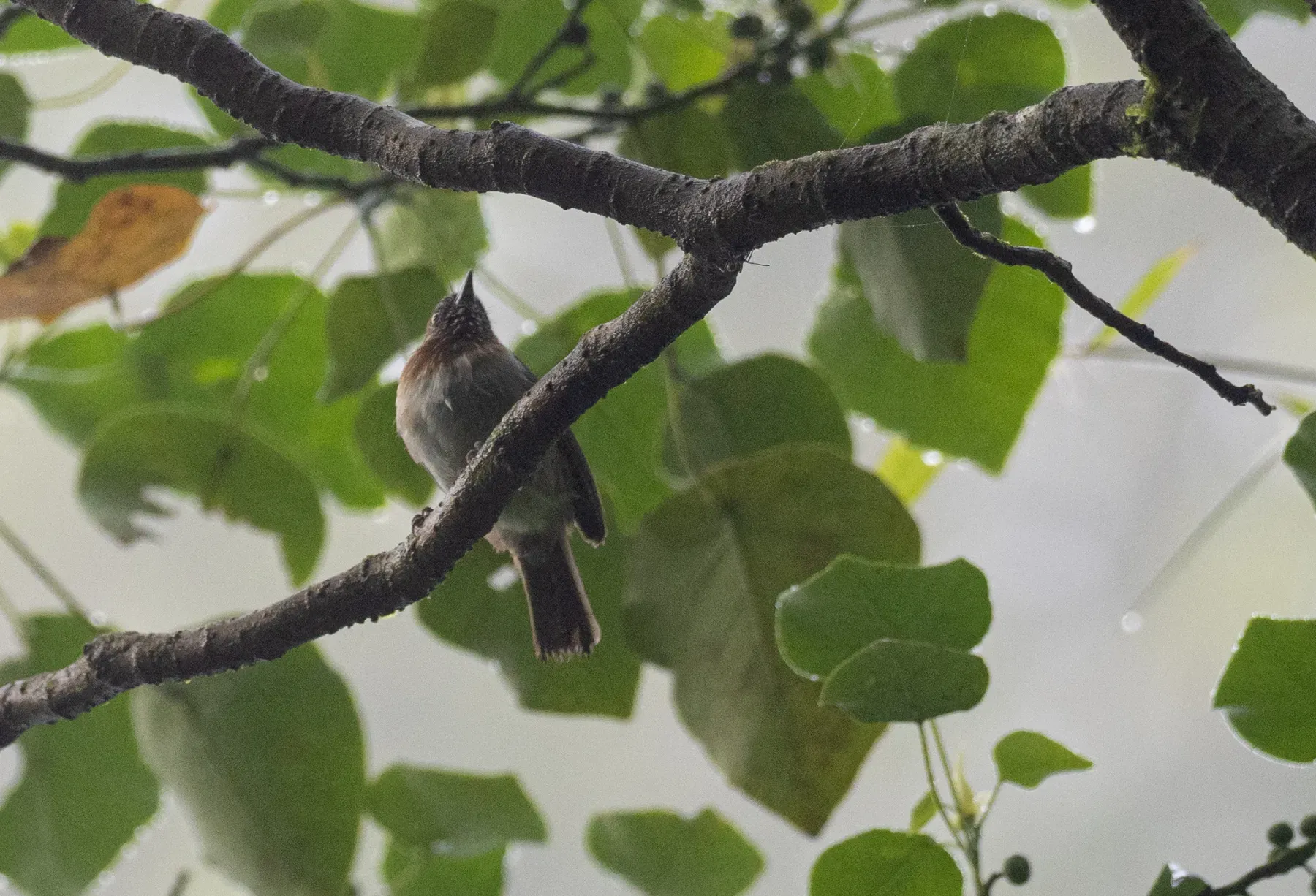 File:Dasycrotapha plateni - Forest Botial-Jarvis - 232306347.jpeg