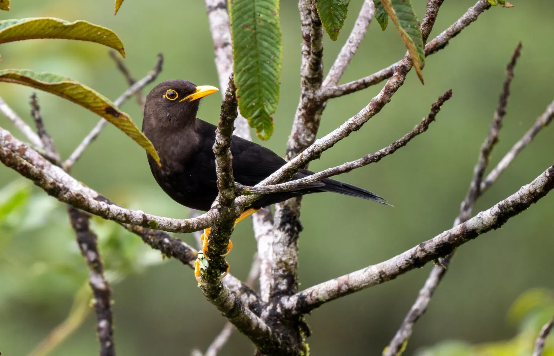 File:Turdus thomassoni - Forest Botial-Jarvis - 252853046.jpeg