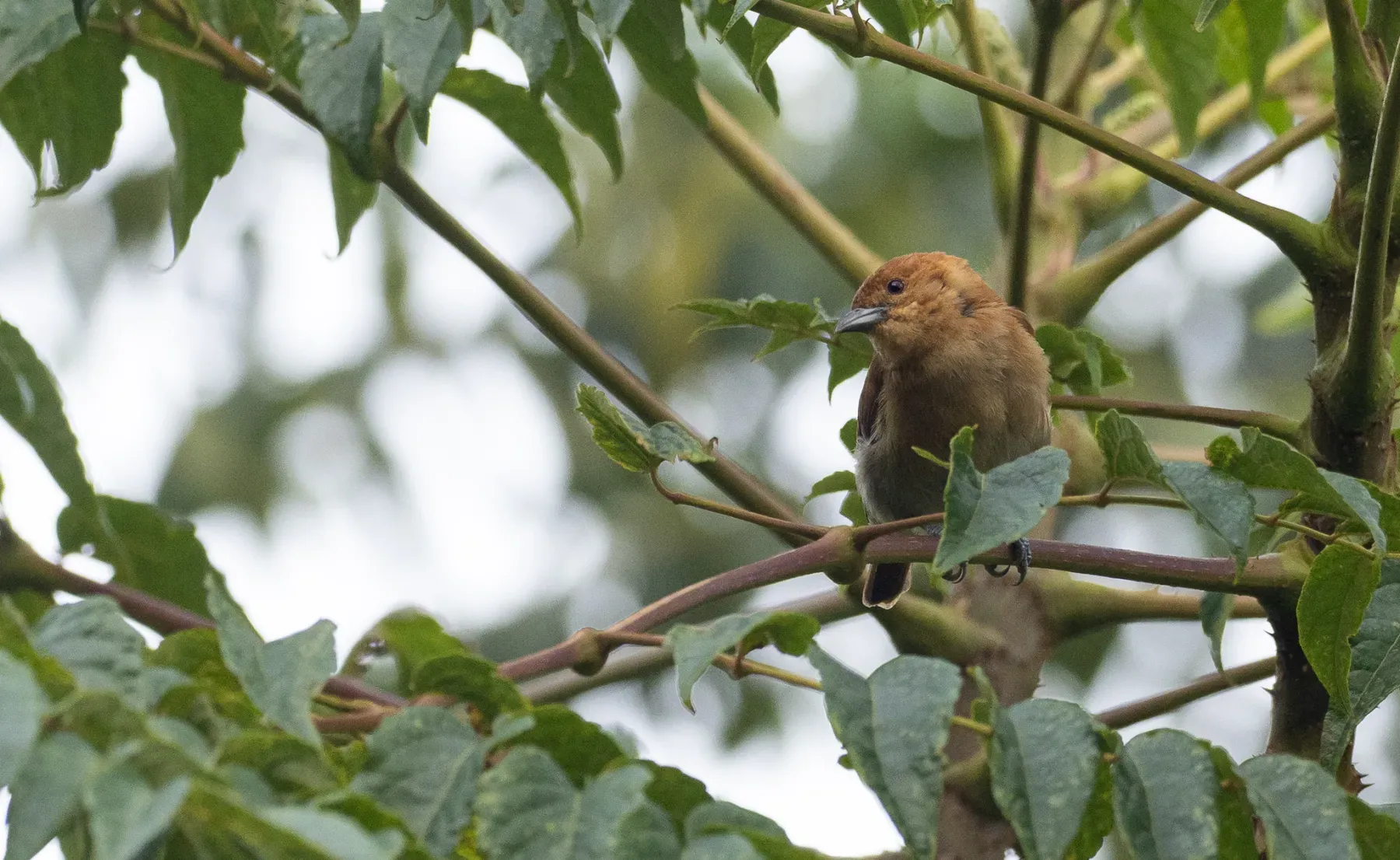 File:Hypocryptadius cinnamomeus - Forest Botial-Jarvis - 228536927.jpeg