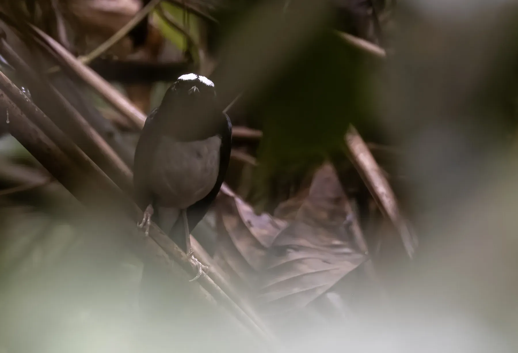 File:Copsychus superciliaris - Forest Botial-Jarvis - 209133706.jpeg