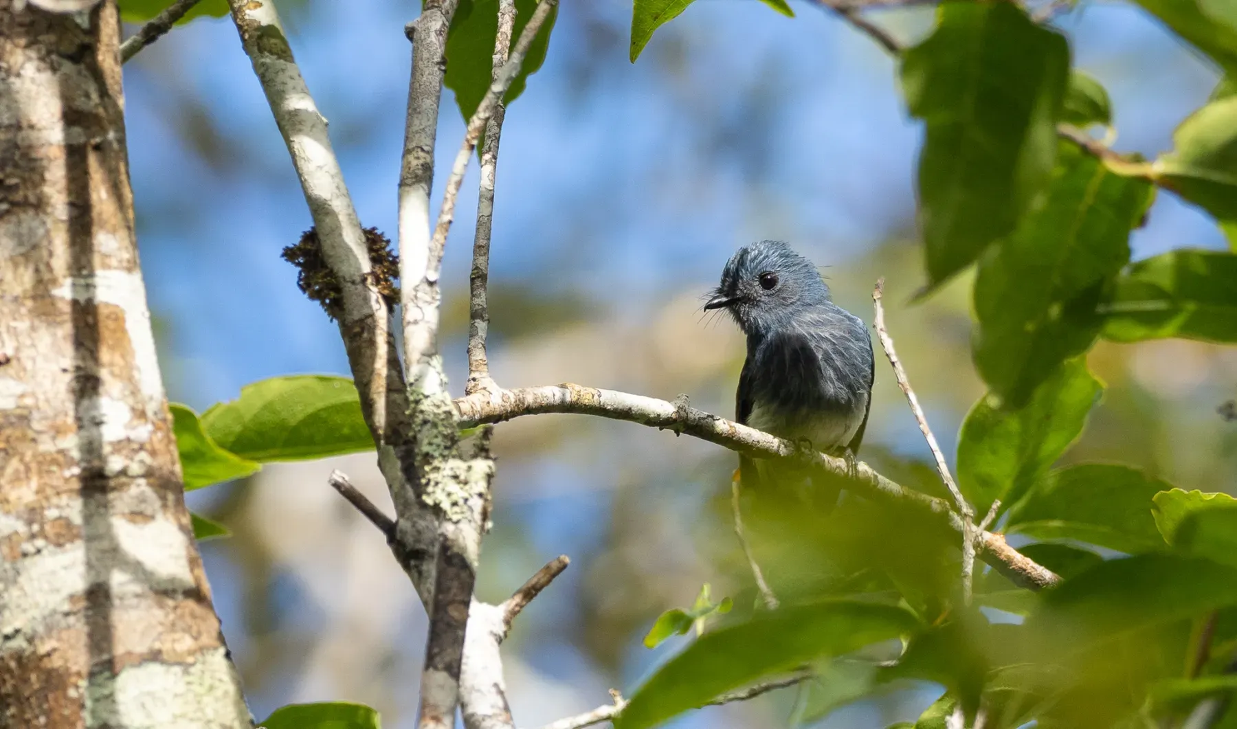 File:Rhipidura albiventris - Forest Botial-Jarvis - 209135368.jpeg