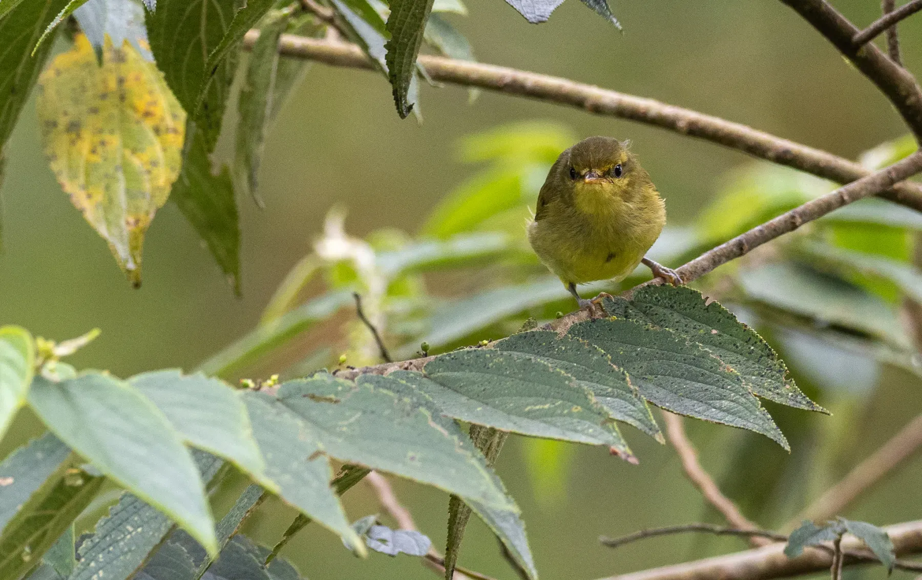 File:Phylloscopus nigrorum - Forest Botial-Jarvis - 228535958.jpeg