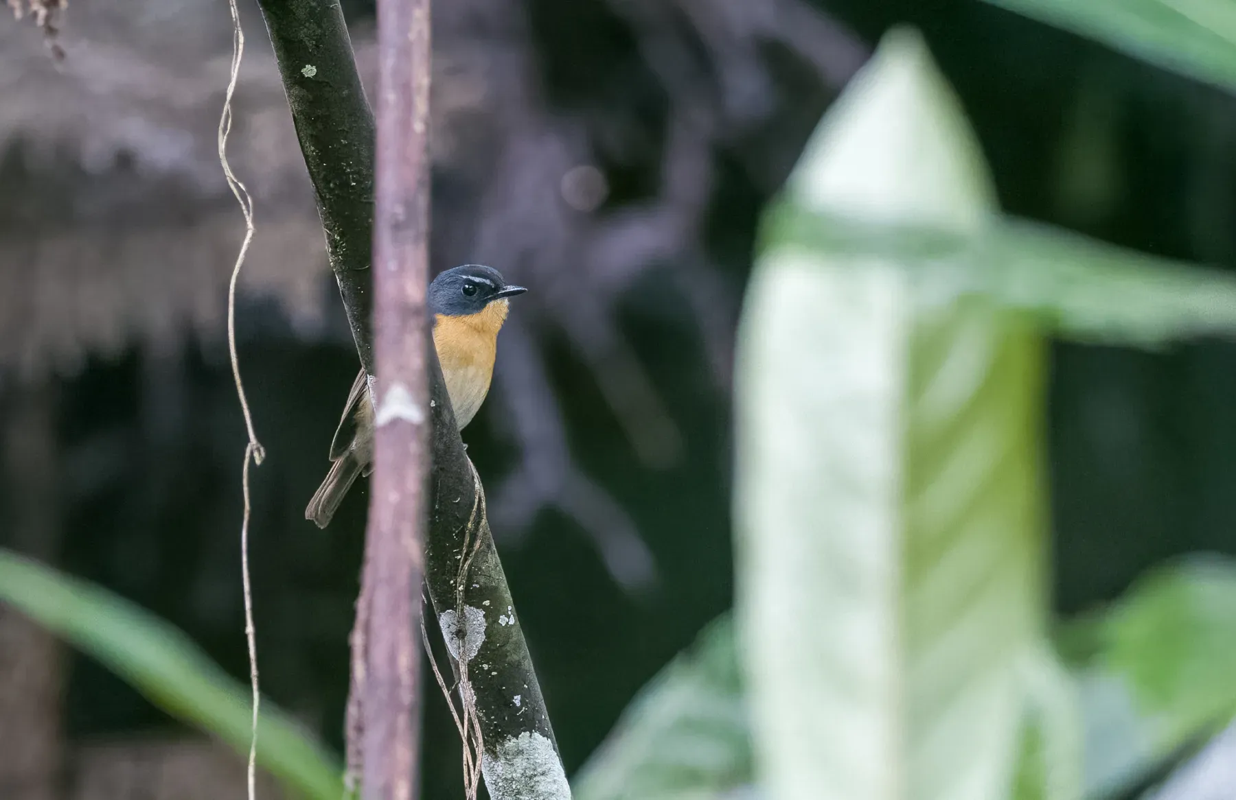 File:Ficedula luzoniensis - Forest Botial-Jarvis - 230838227.jpeg