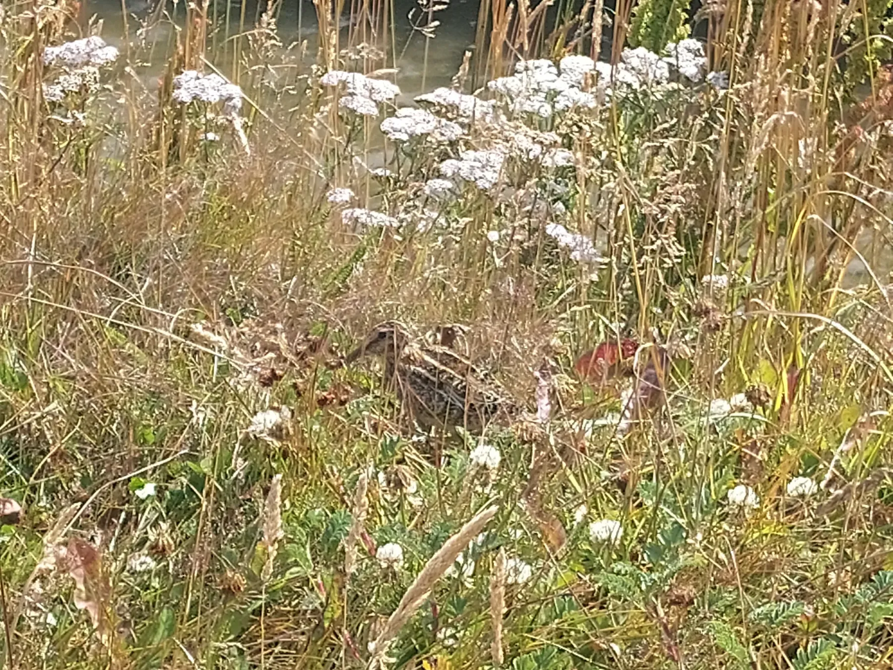 File:Becasina Gallinago magellanica en Bahia Encerrada.jpg