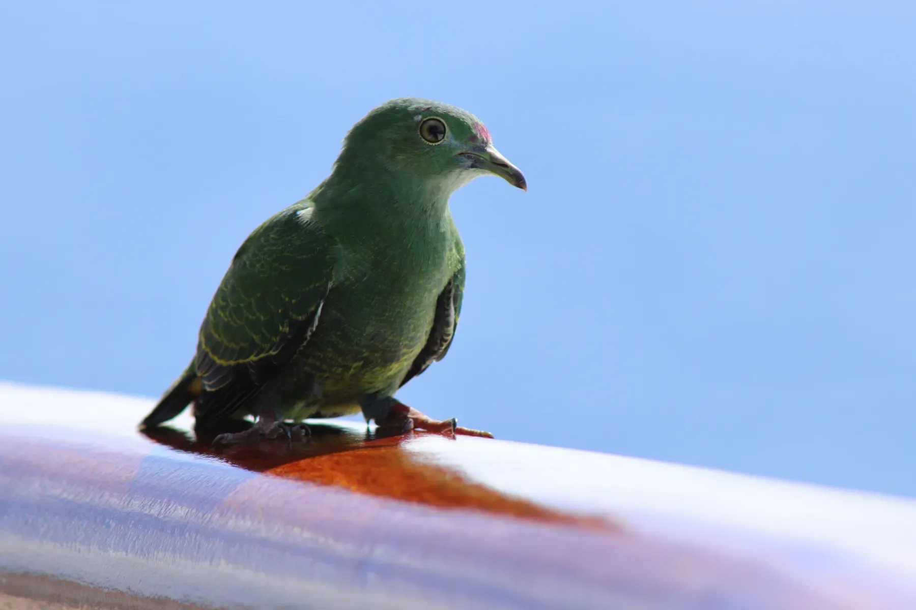 File:Ptilinopus solomonensis - Rémi Bigonneau - 479522428.jpeg