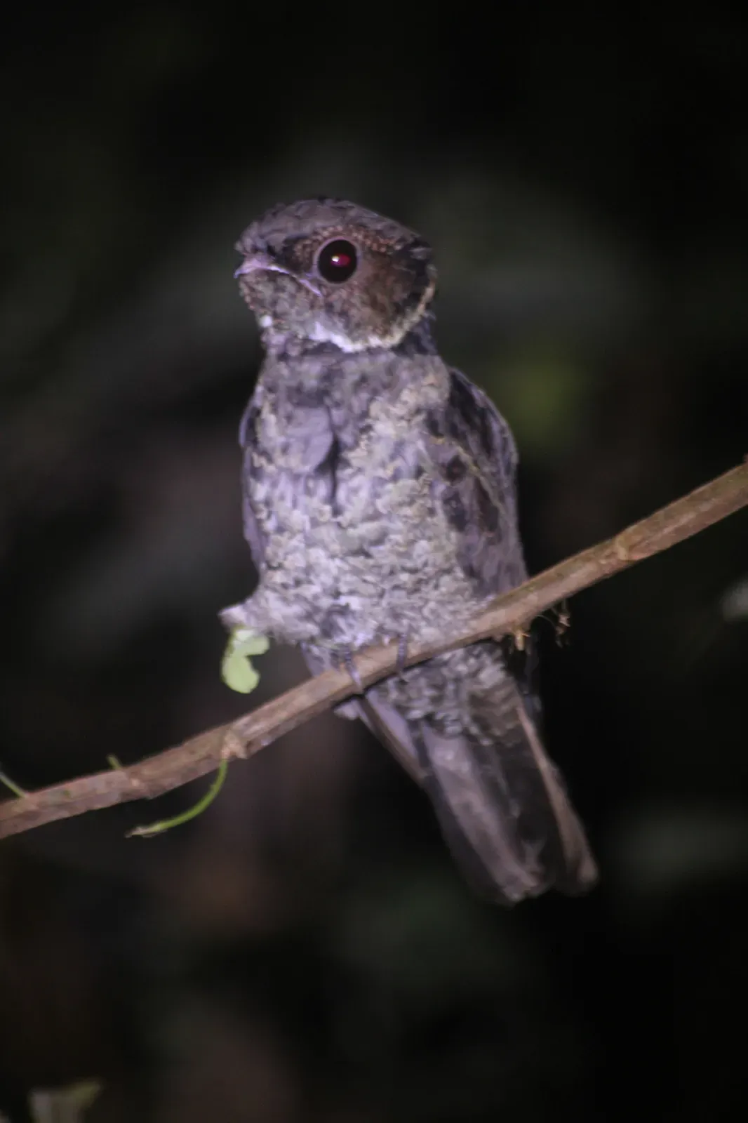 File:Lyncornis temminckii - Fathurrahman Sidiq - 493189591.jpeg