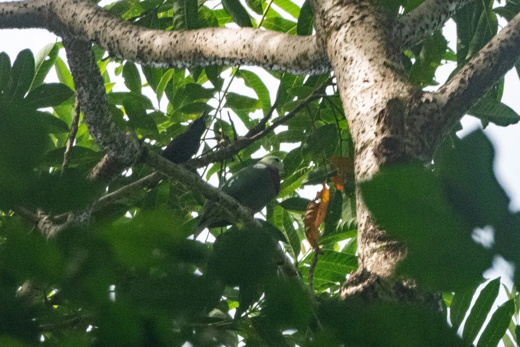 File:Ptilinopus eugeniae - Euan Moore - 609428450.jpeg