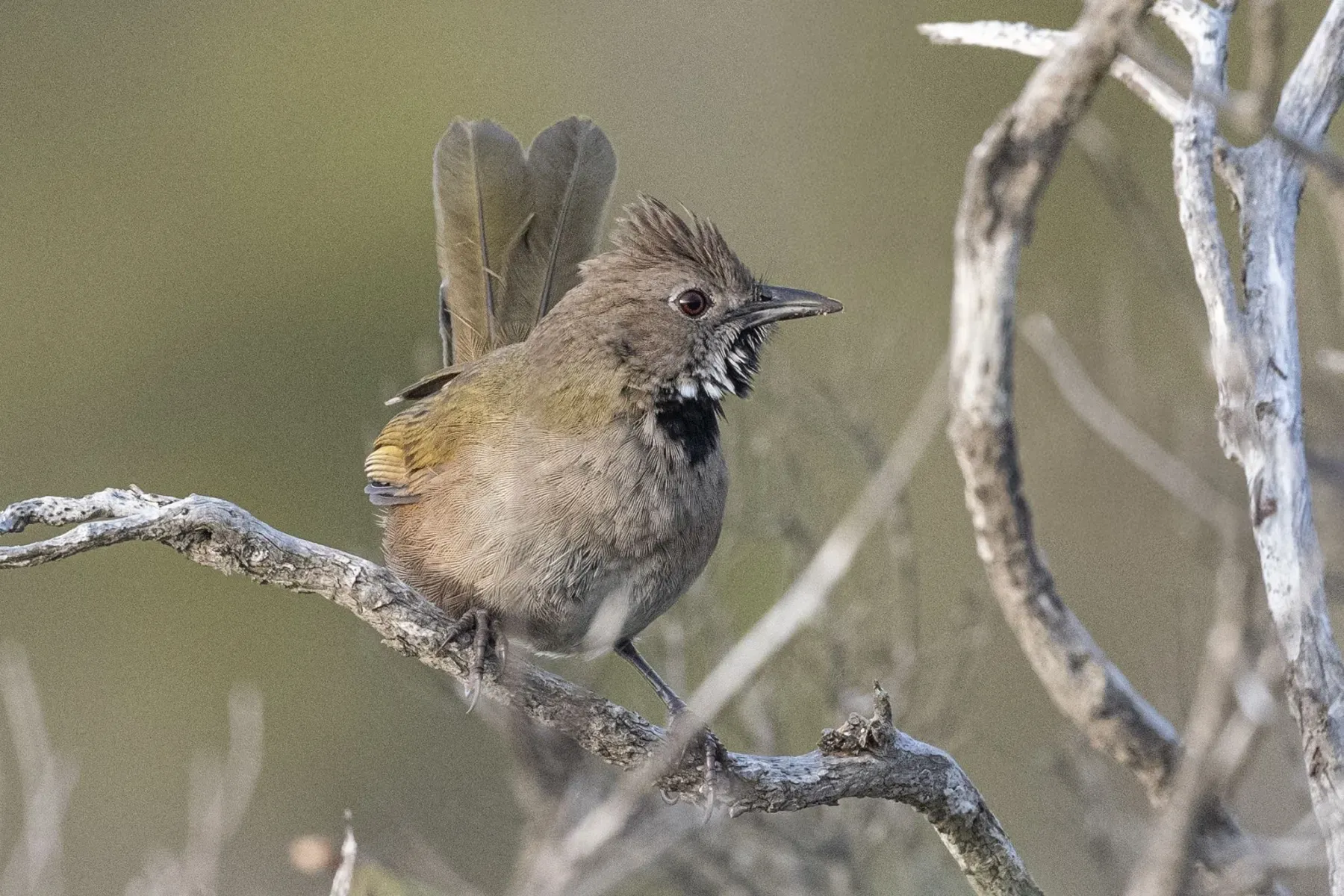 File:Psophodes nigrogularis 564911614.jpg