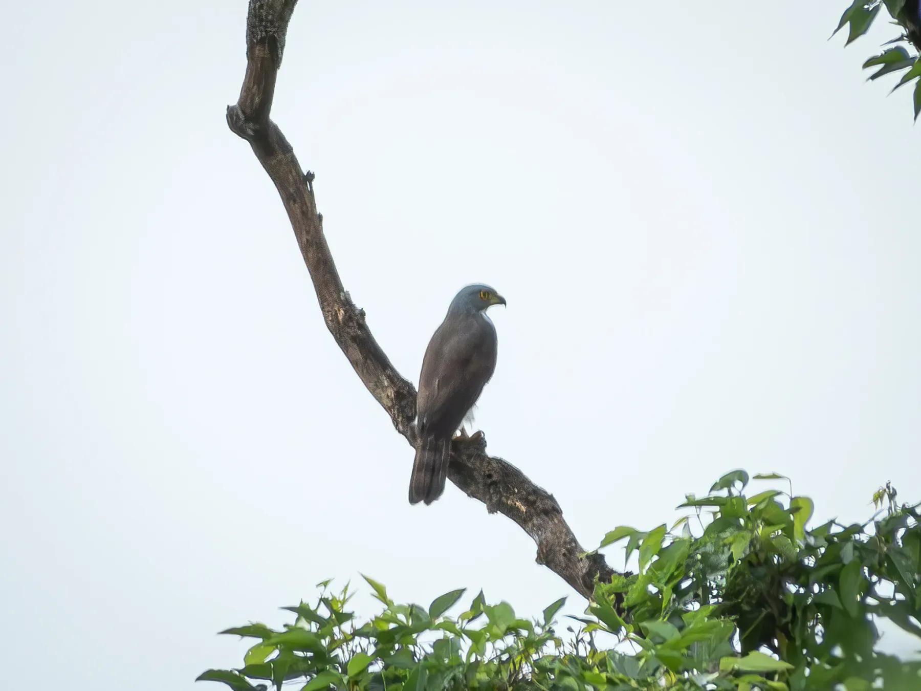 File:Lophospiza griseiceps - Jason Alexander - 526017367.jpeg